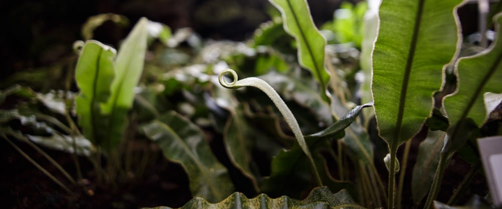 spiralling leaf