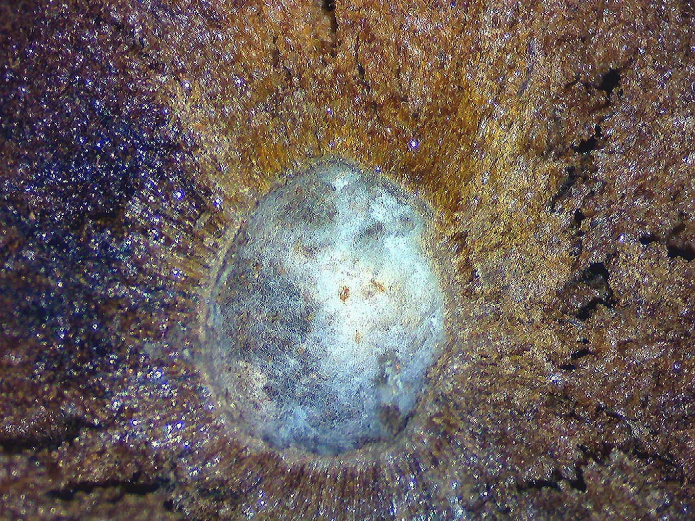 the very core of an oak apple (through a microscope)