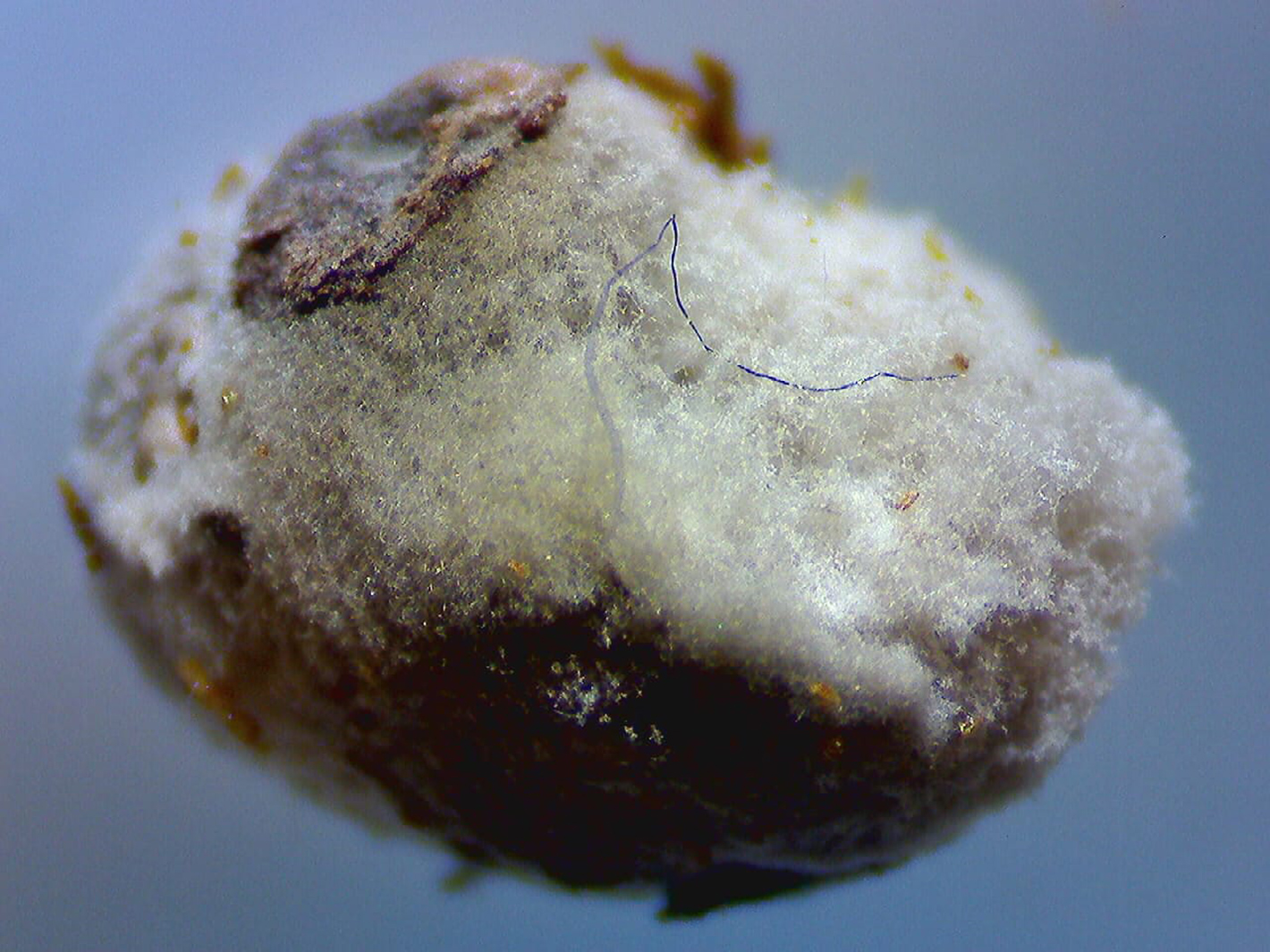 the inside of an oak apple (through a microscope)